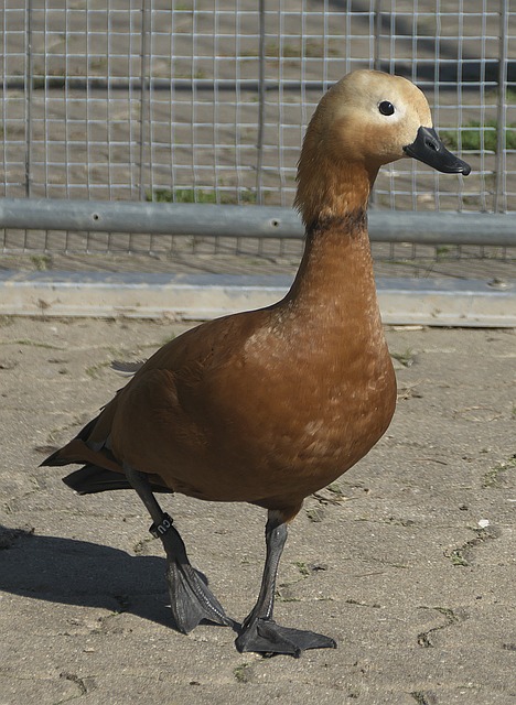 还是连接克